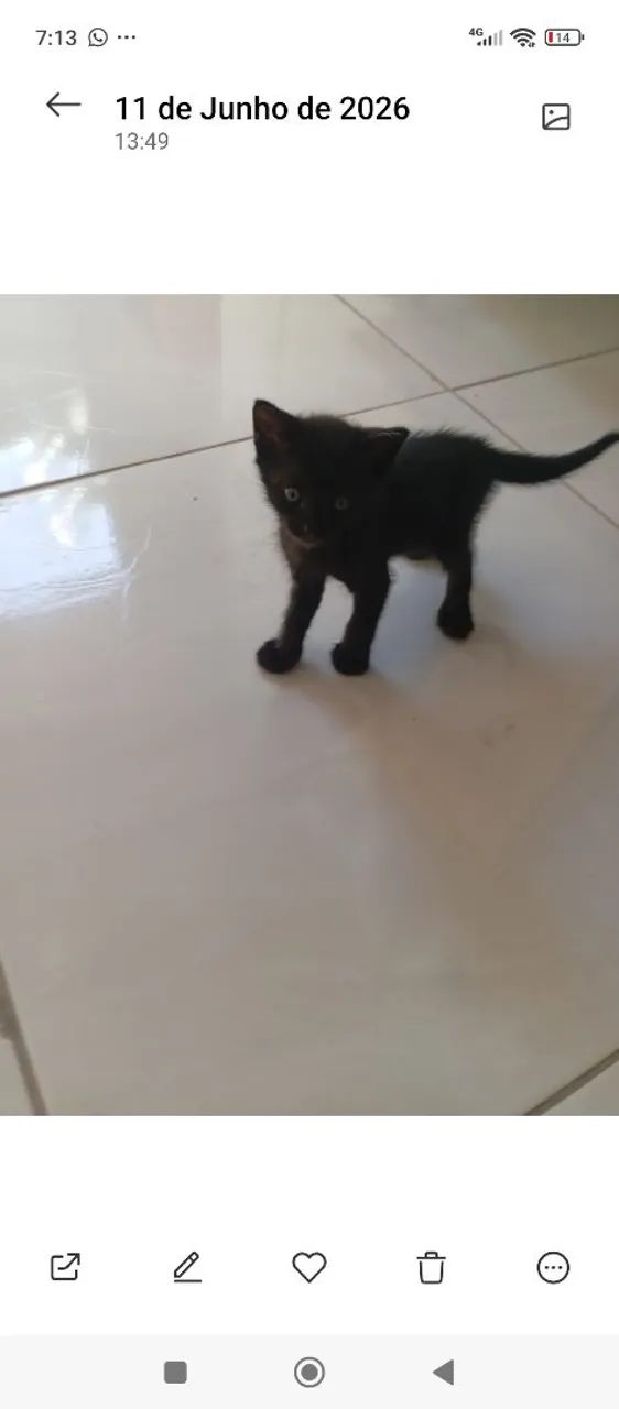 Animais  - Foto 2