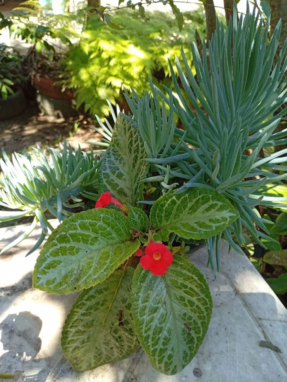 Plantas adultas e mudas - Foto 4