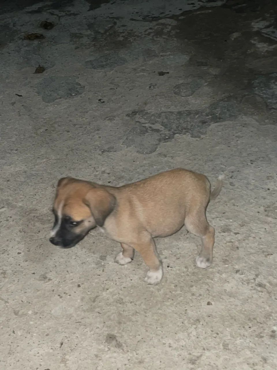 adoção filhotes ? - Foto 4