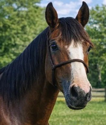 Égua crioula pura Registrada DOMADA - Foto 2