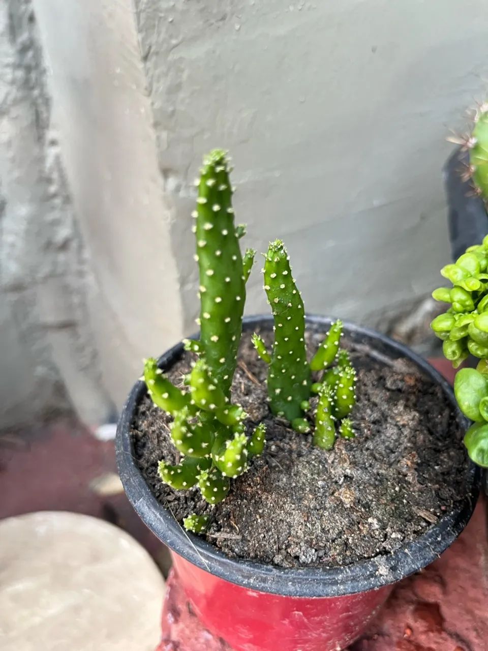 Vendo mudas dos seguintes cactos  - Foto 5