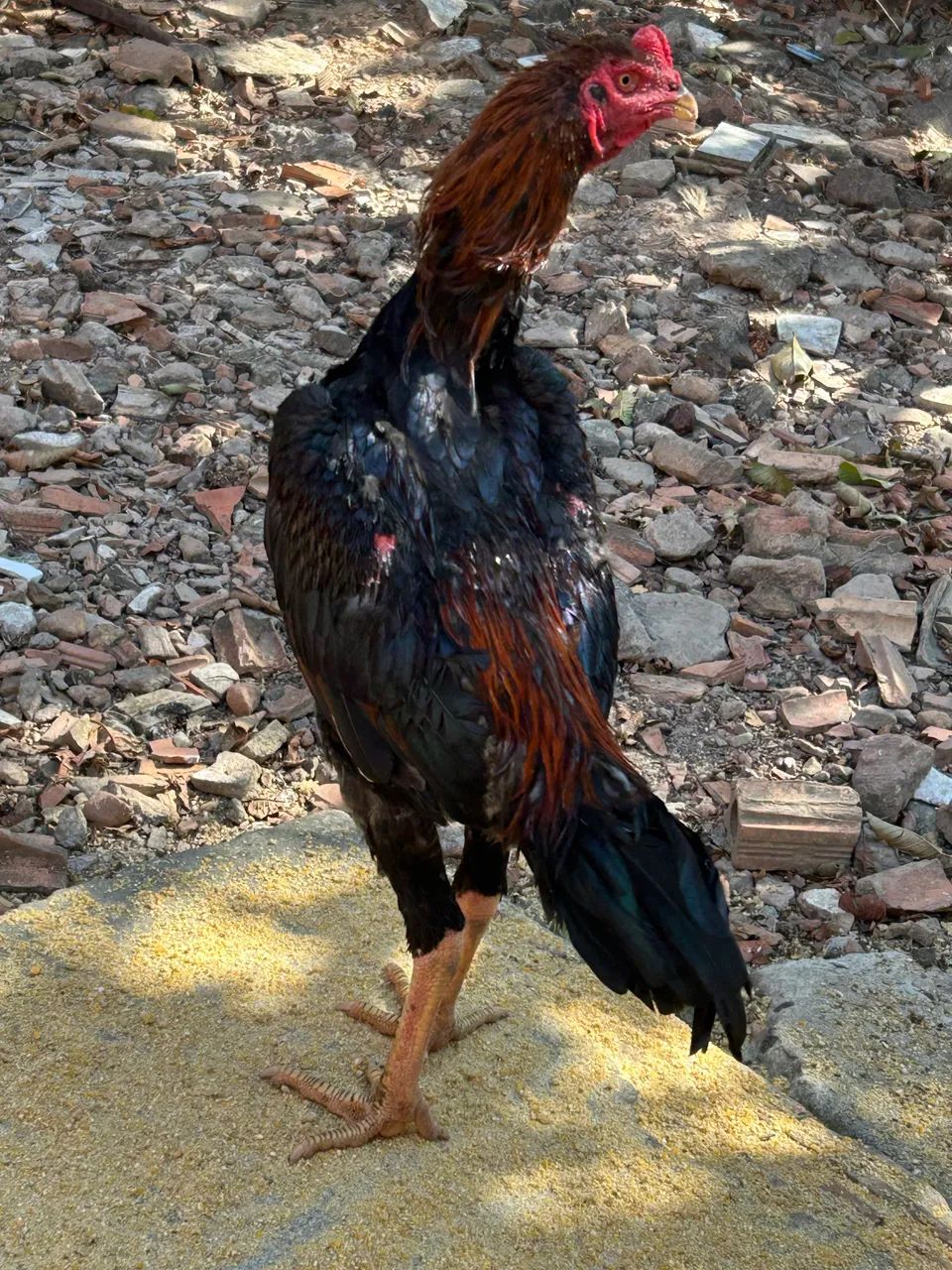 Frango Carioca  - Foto 2