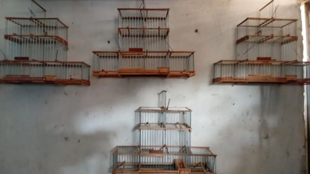 Gaiola 