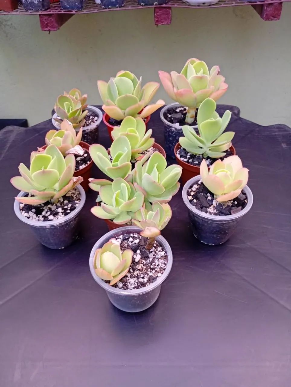 Suculenta Ech. Pálida lote com 10 vasos  - Foto 4