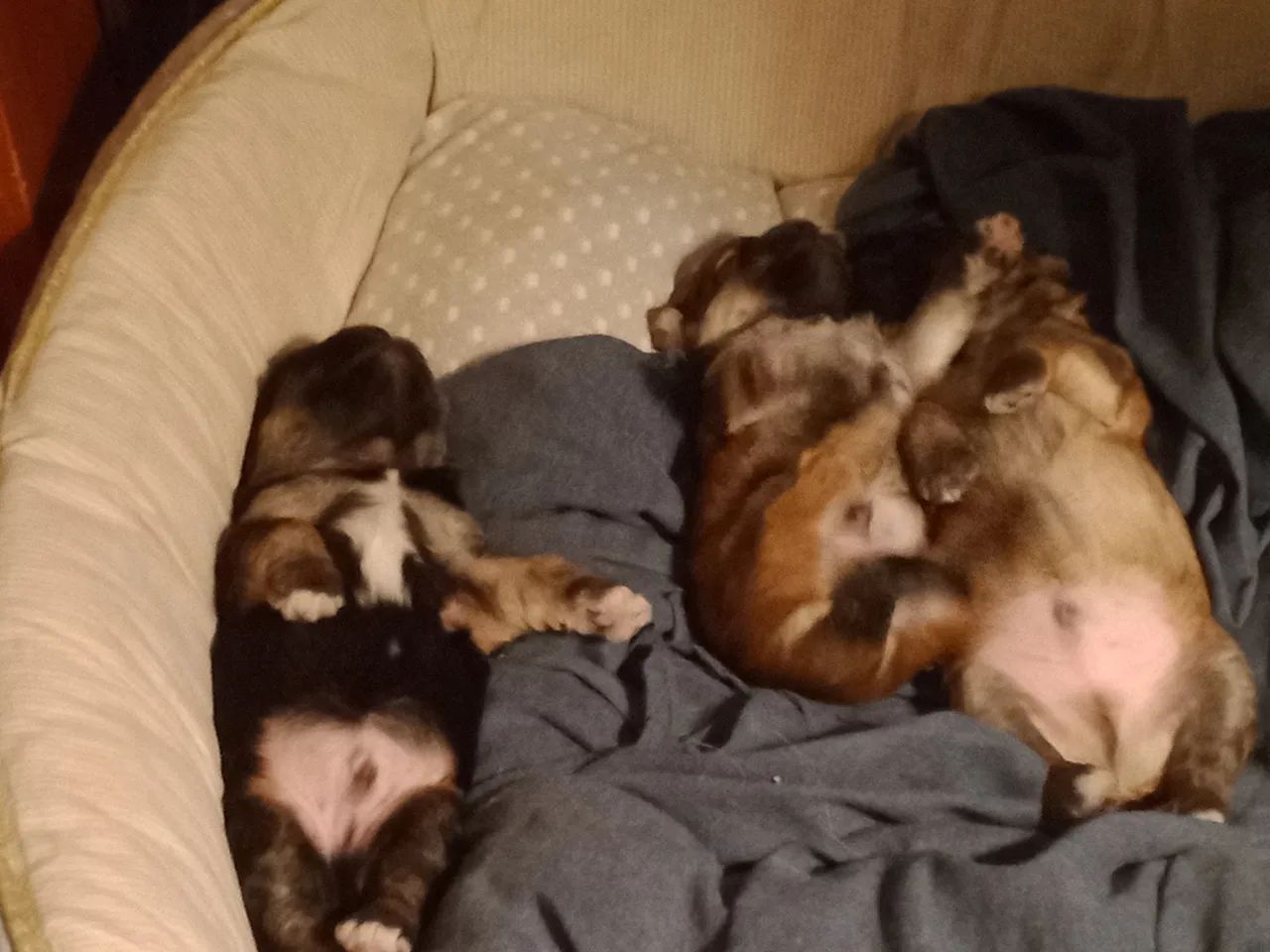 Cachorro  - Foto 4