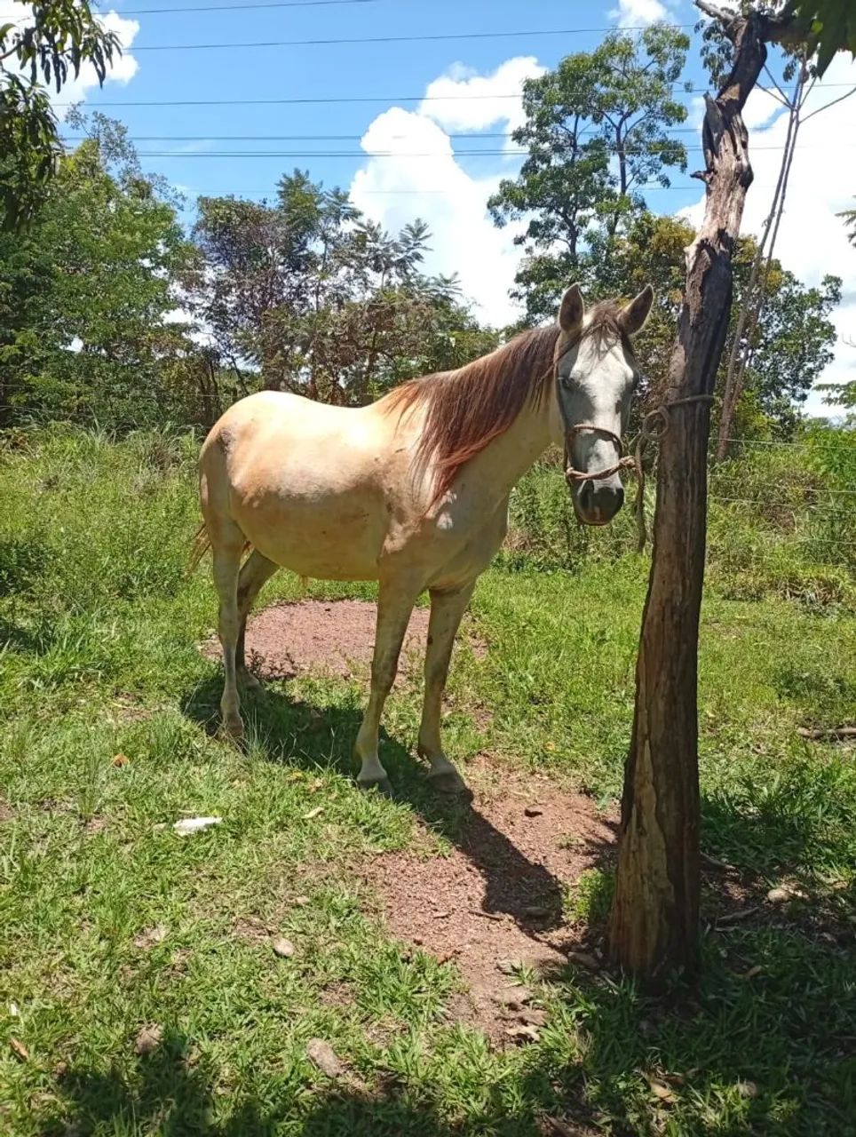 Égua prenha de qm aí moçada 2500 - Foto 2