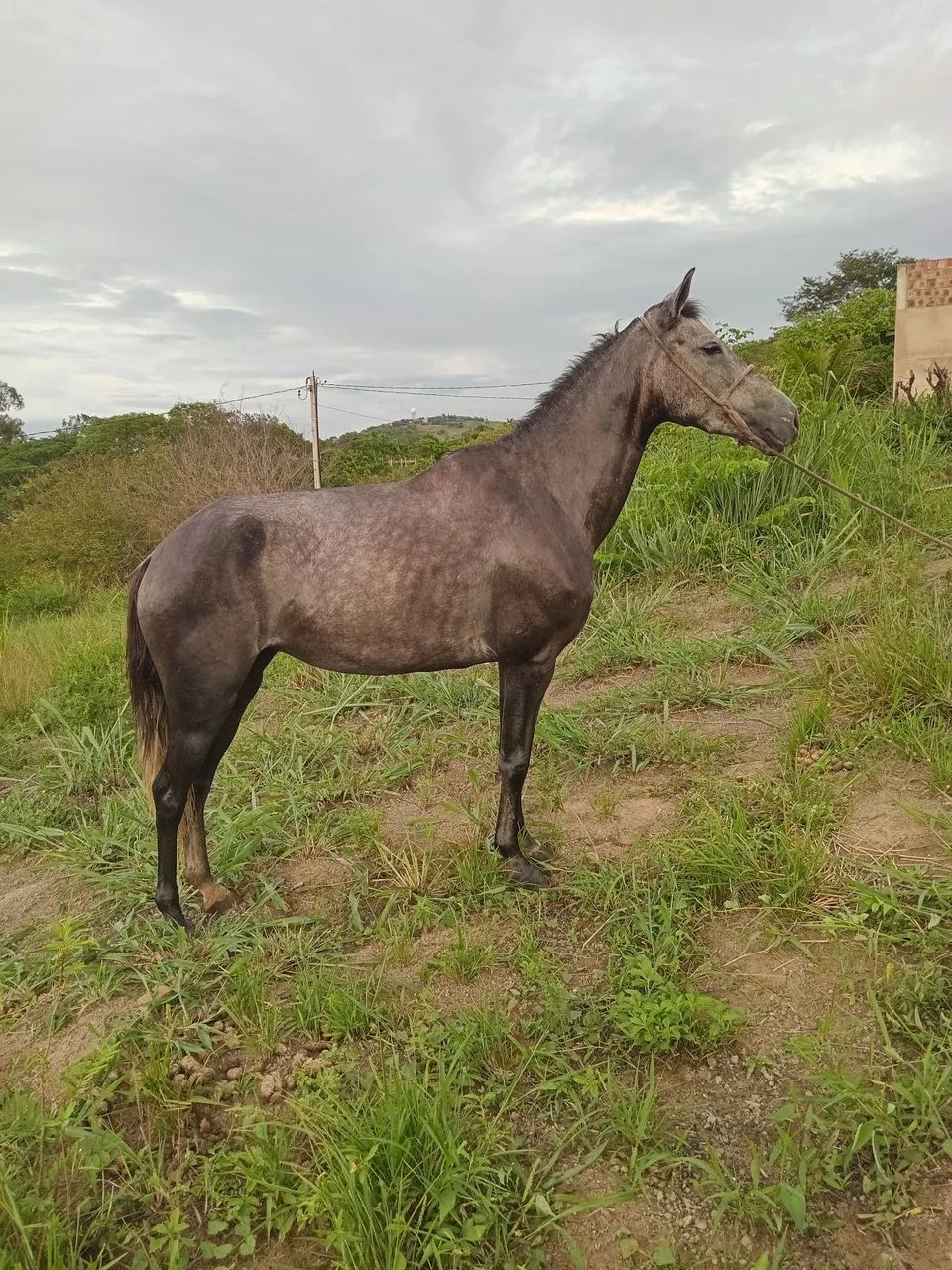 Vende-se e troca-se potra manga larga de marcha picada 