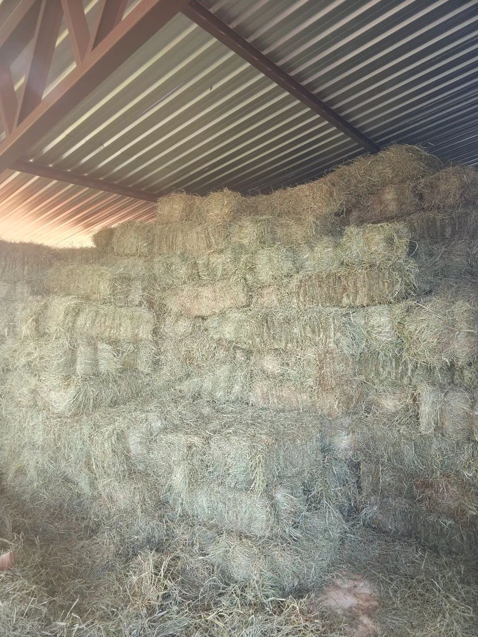 Fardo de feno - tiftom 85 - Foto 2