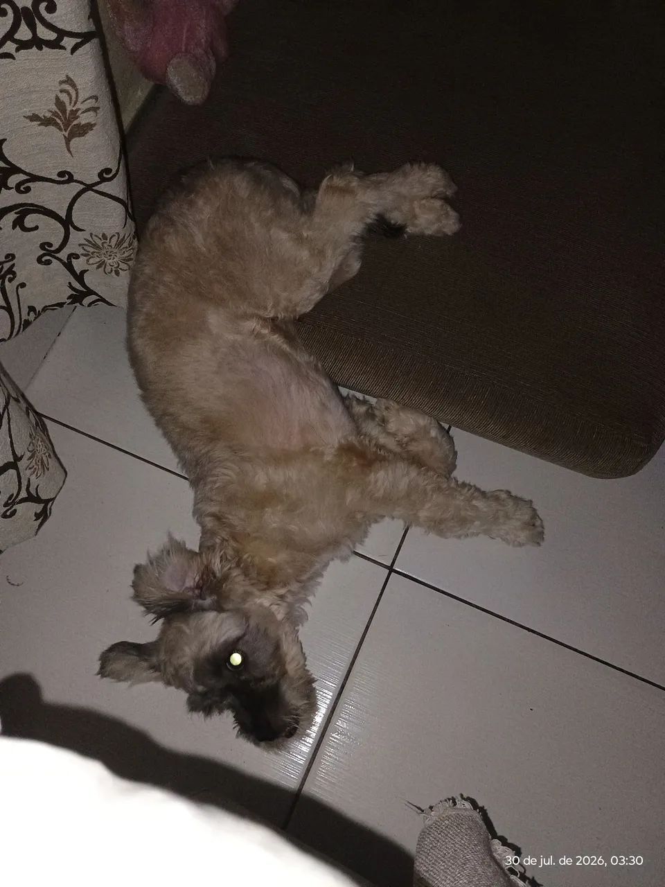 Cachorro 