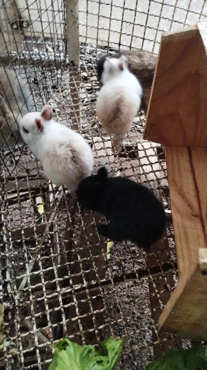 Coelho mini - Foto 3