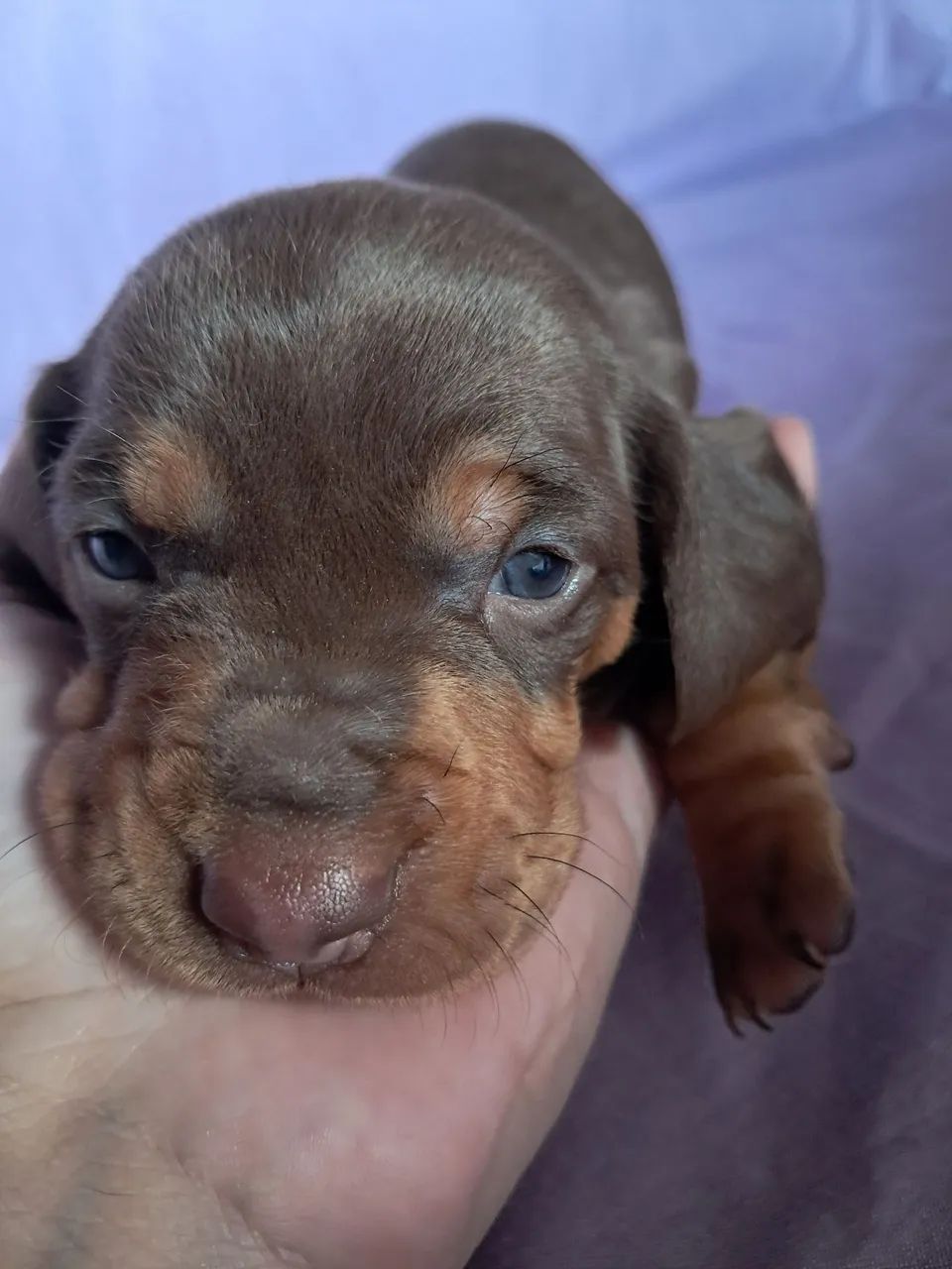 Dachshund 