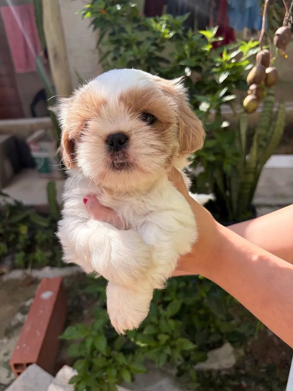 Filhotes de shihtzu macho - Foto 3