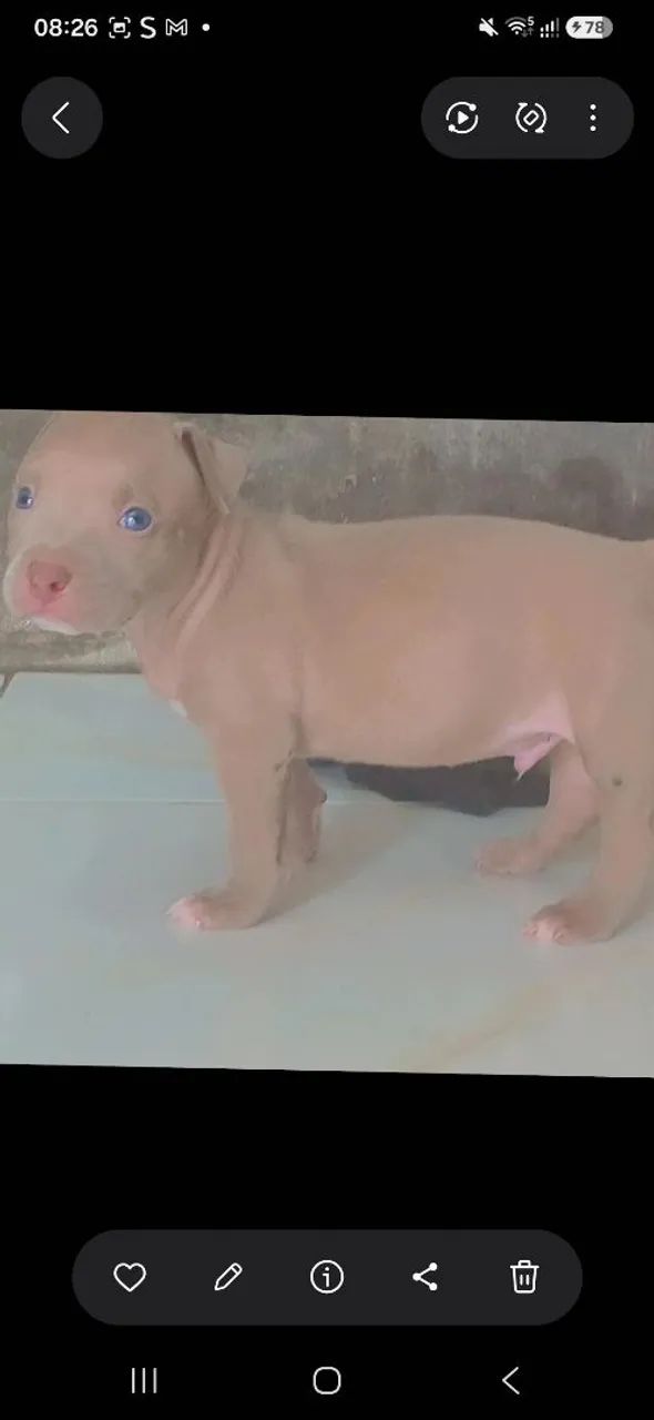 PIT MONSTER MACHO ( ÚLTIMO ) - Foto 4