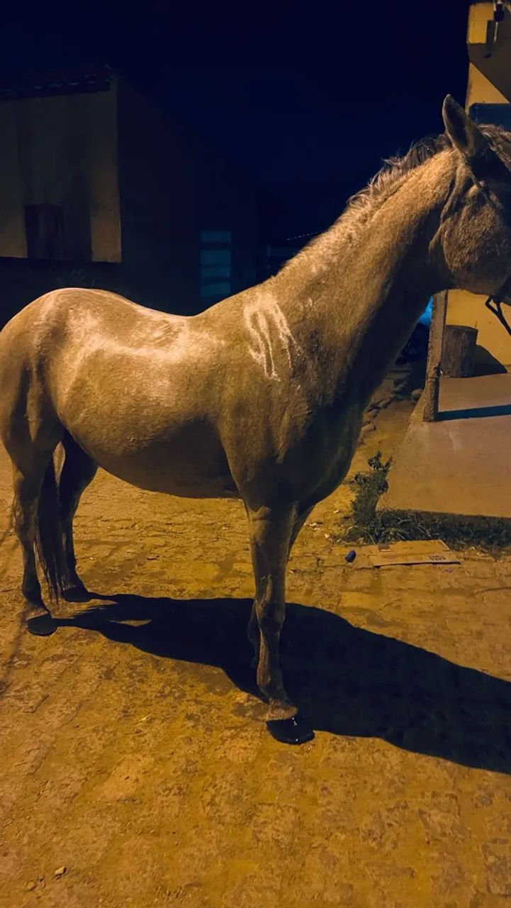 Égua 
