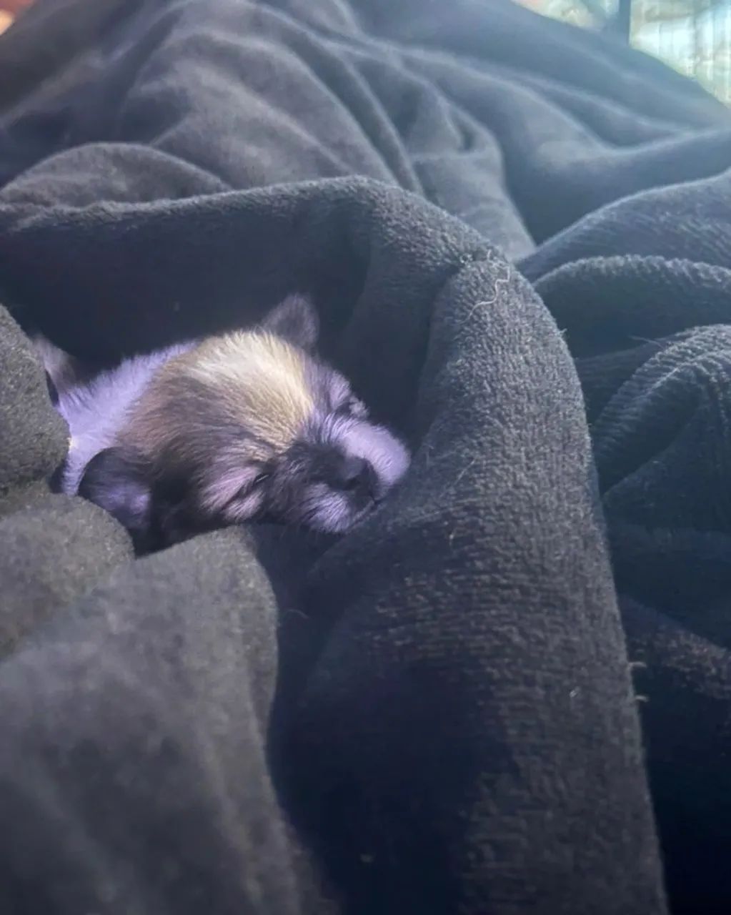 Spitz alemão micro 
