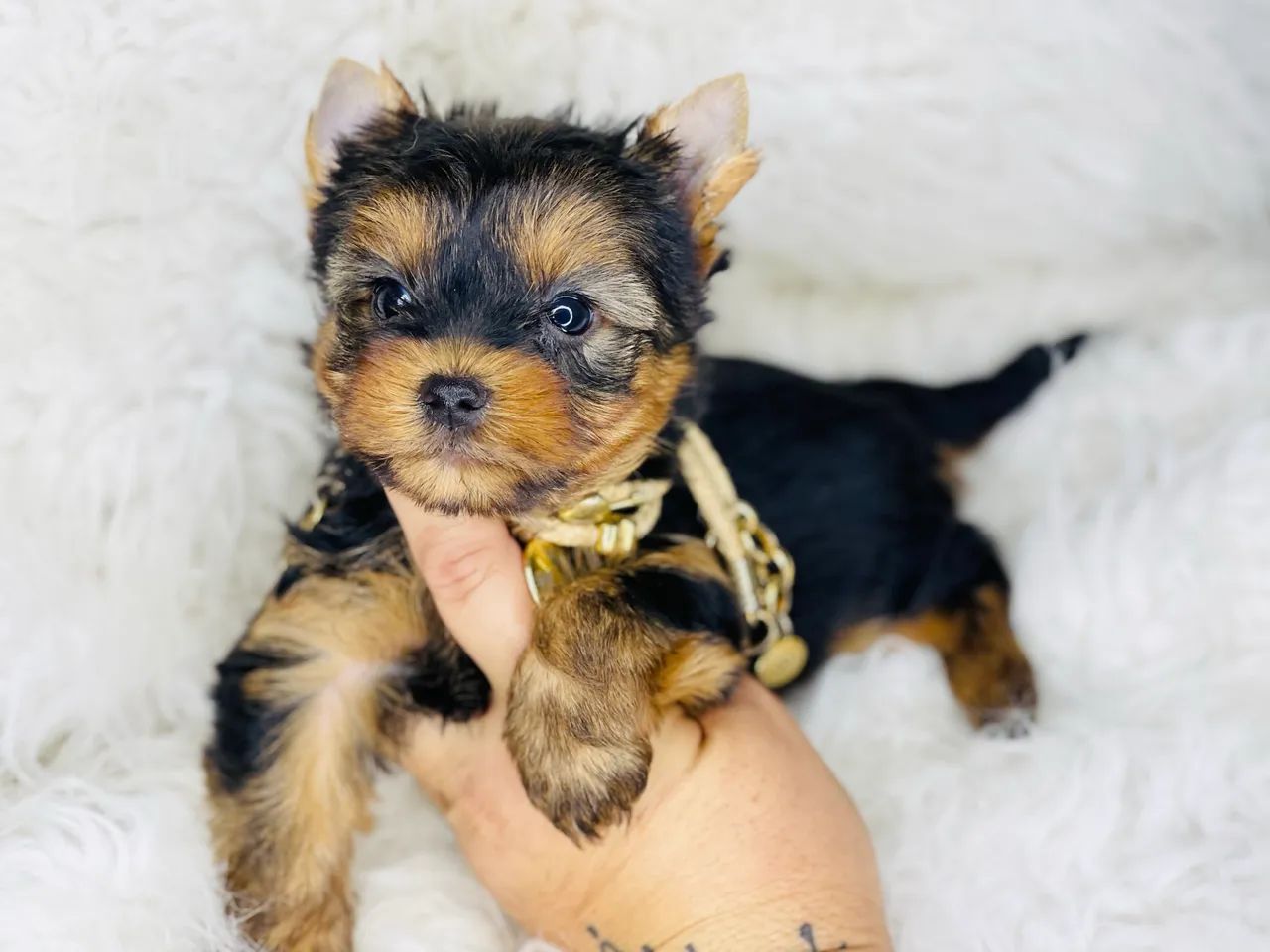 Lindo macho  mini york com pedigree - Foto 2
