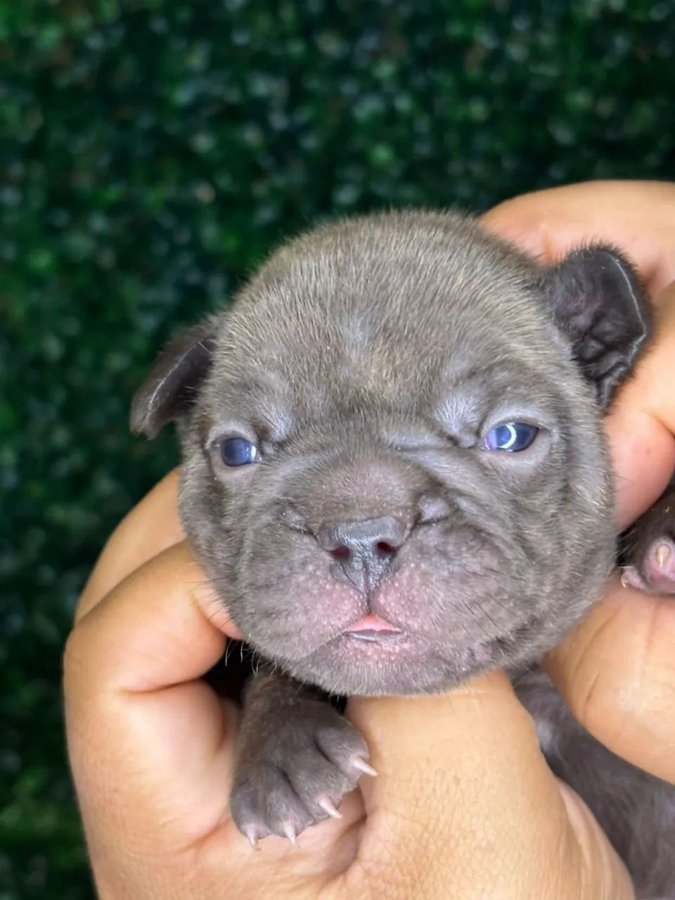  bulldog francês  - Foto 2