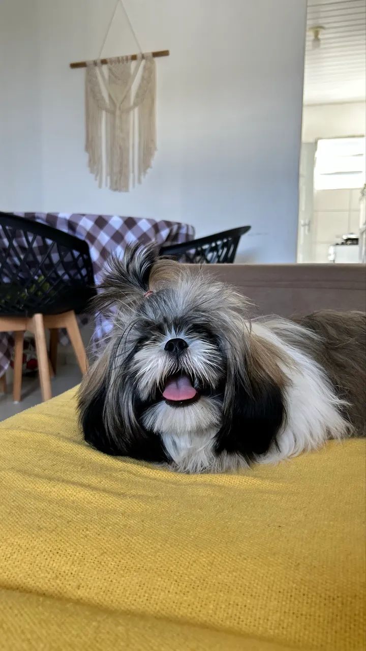 Shih tzu  - Foto 2