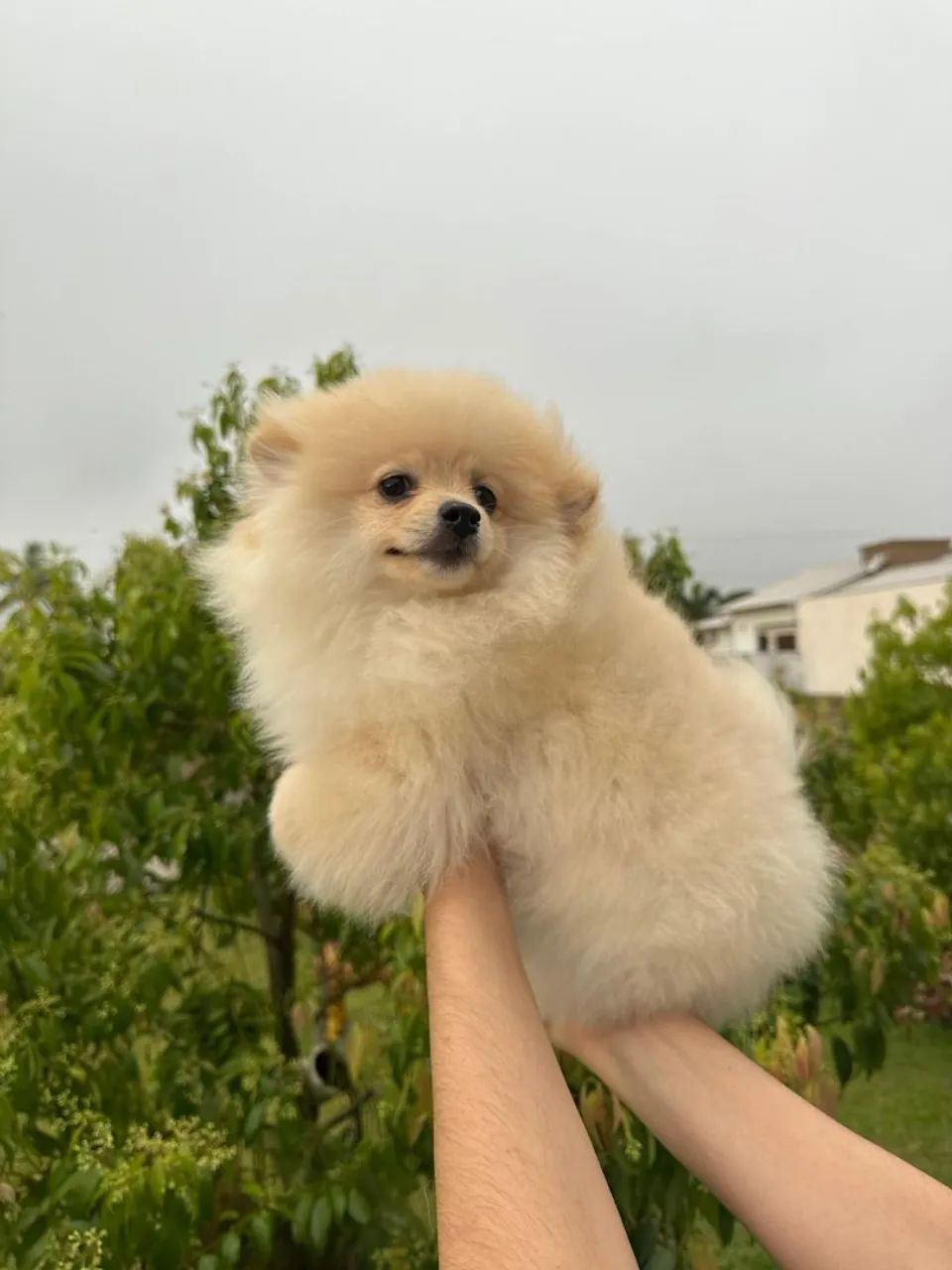 Cachorro 
