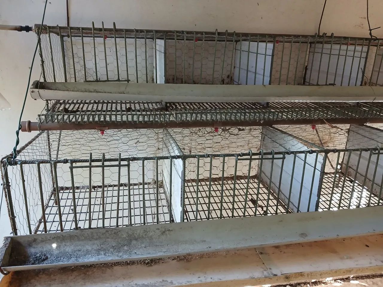 Gaiola de codorna  - Foto 3