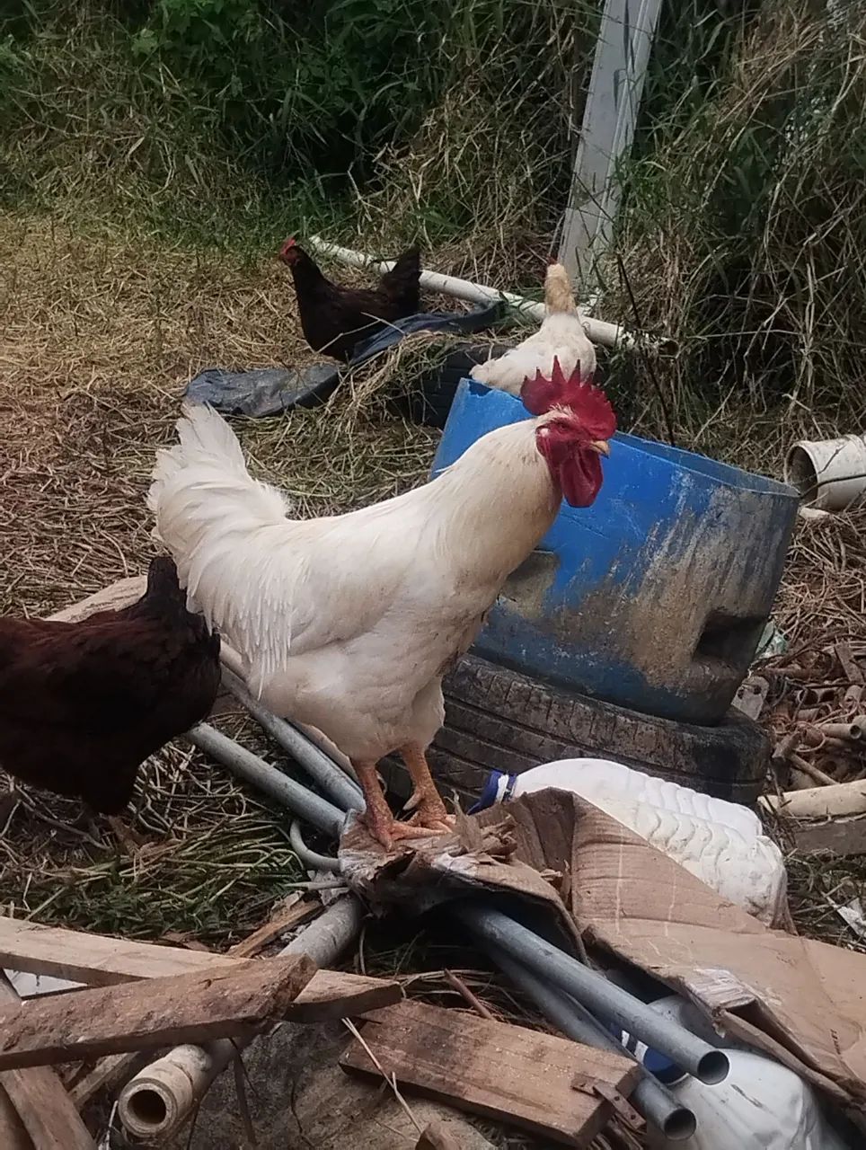 Galo Rhods Island whiter  - Foto 4