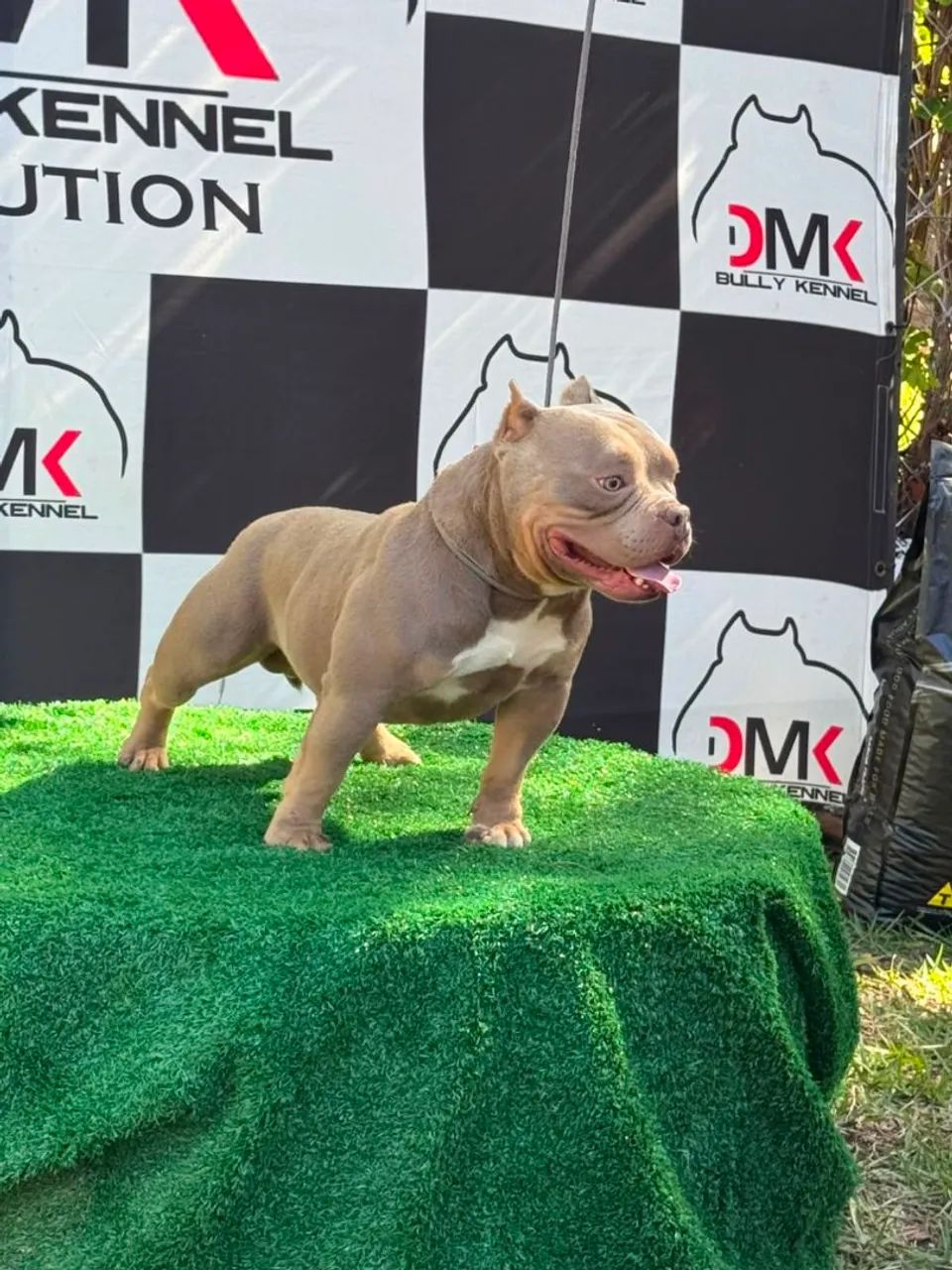 American Bully - Foto 5