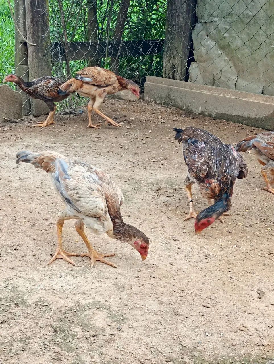 Galinha índia  - Foto 2