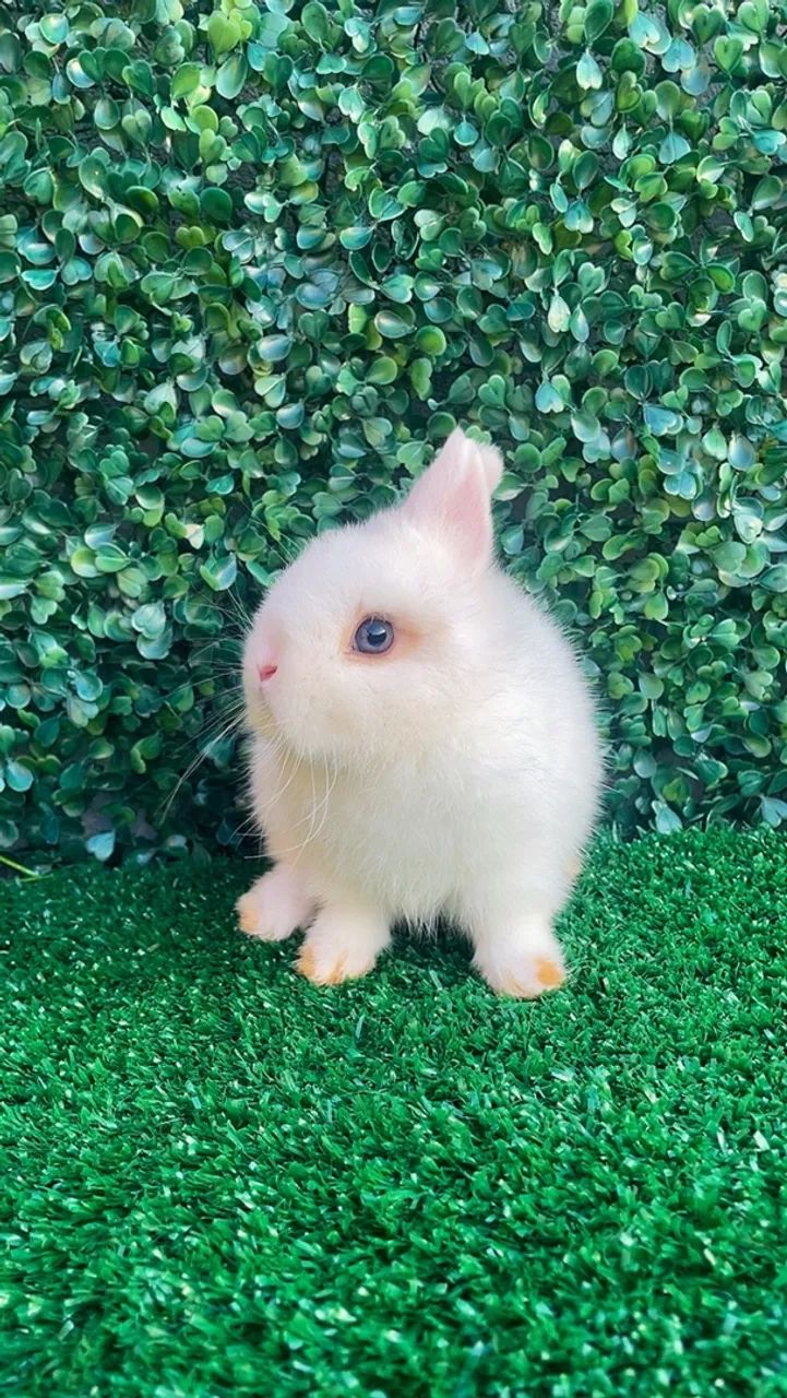 Mini coelhos  - Foto 5