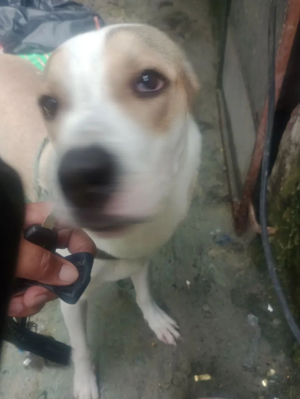 Cachorro de raça 