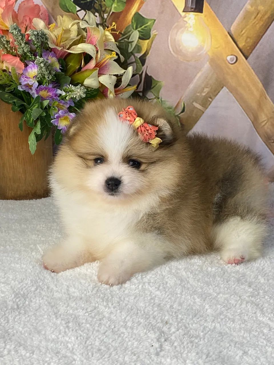 Spitz Alemão com pedigree  - Foto 2