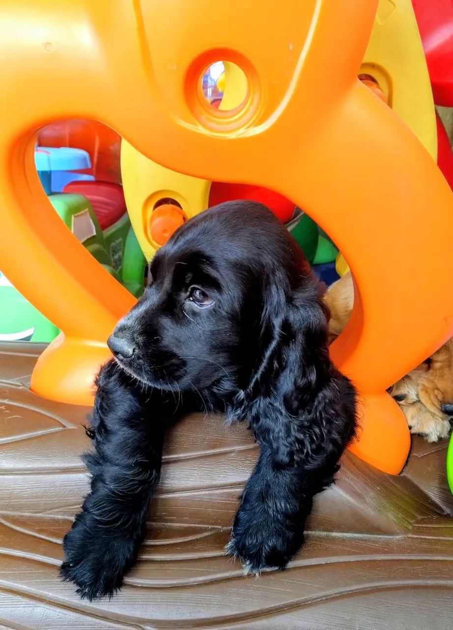 Filhotes de Cocker Spaniel Inglês à venda