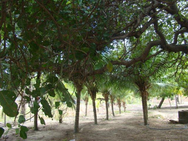 Sítio em Pacatuba, Ceará, Região Metropolitana de Fortaleza - Foto 11