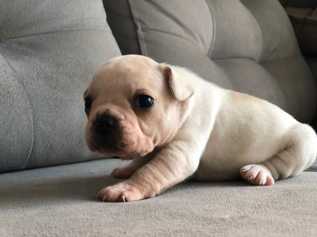 Bulldog francês - Foto 2
