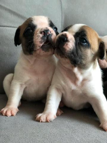 Bulldog francês - Foto 3