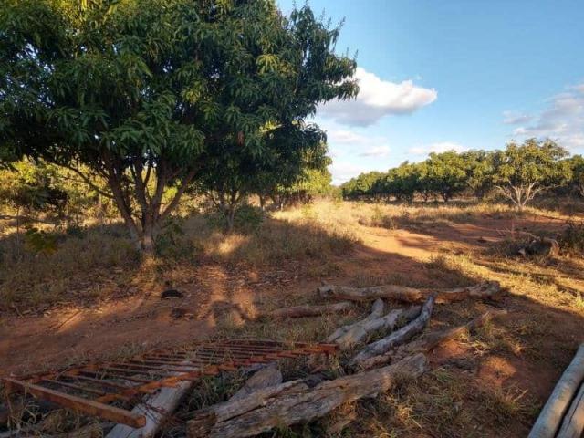 Fazenda - TAV60 - Foto 15