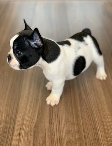 Filhote de bulldog francês macho