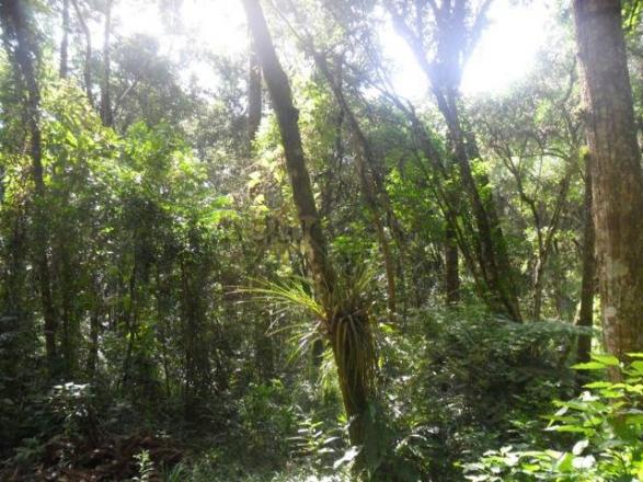 Chácara, Jardim Paulista, Campina Grande do Sul-PR - Foto 20