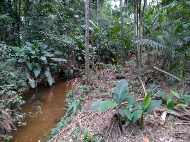 Chácara - América de Baixo - Morretes - Foto 9