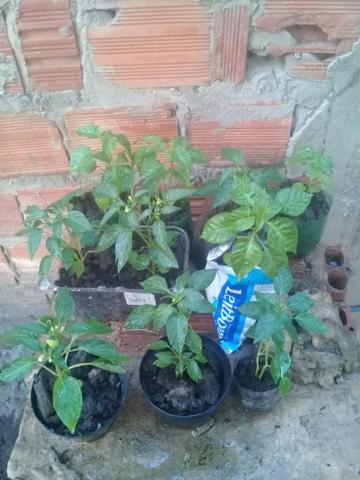 Muda de pimenta