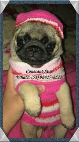 Pug Fêmeas com Excelente Estrutura, Genética, linhagem e Pedigree CBKC