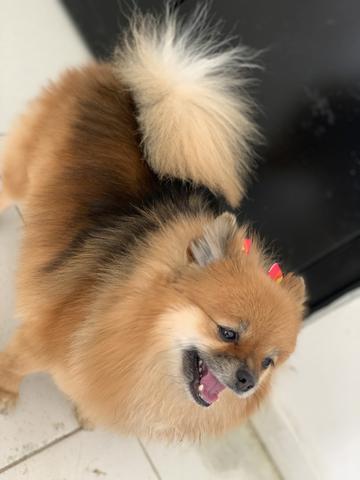 Lulu da pomerânia fêmea