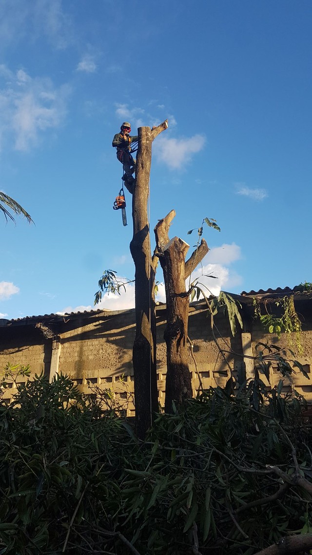 Poda de árvore ? limpeza e remoção de material - Foto 2