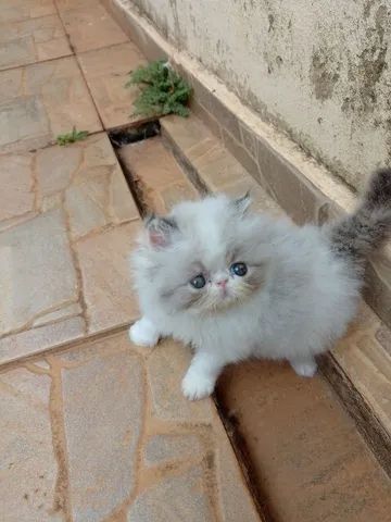Gatinhos com pedigree  - Foto 2