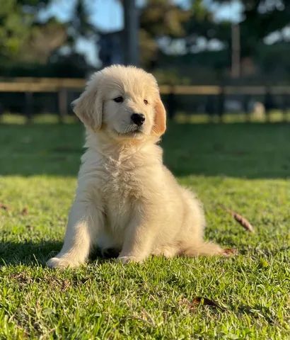 Dóceis e meigos filhotes de Golden Retriever 