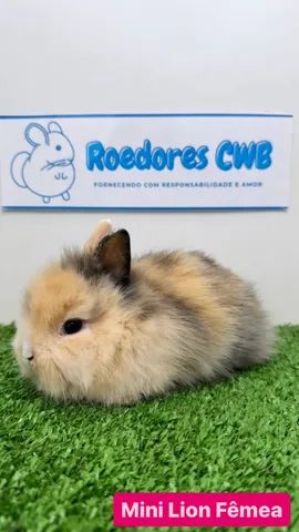 Coelhos Mini e Anões (Roedores CWB)  - Foto 4