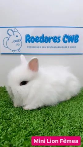 Coelhos Mini e Anões (Roedores CWB)  - Foto 3