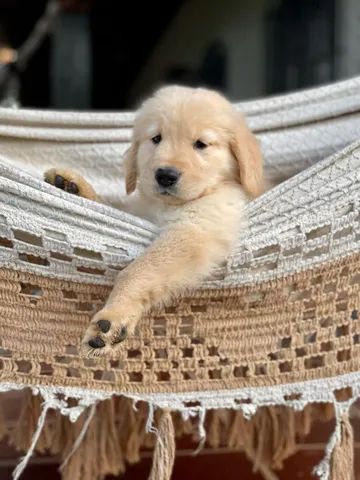 Impossível não se apaixonar - Golden Retriever  - Foto 6