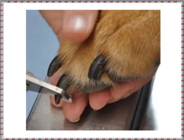 Kit cortador e lixa para pets - Cães e gatos