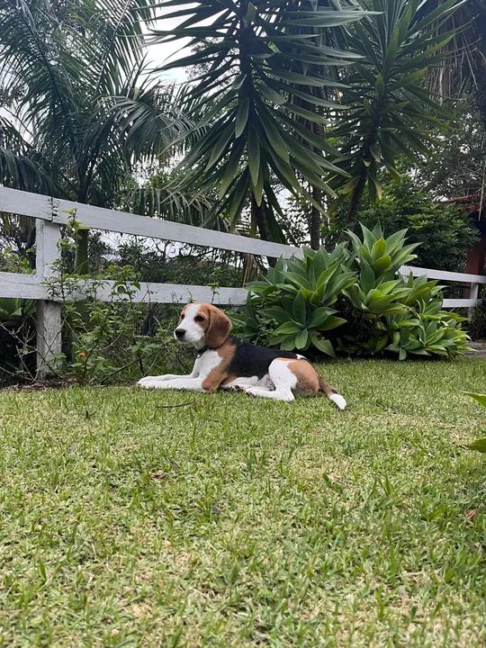Beagle vacinado, adestrado com pedigree 