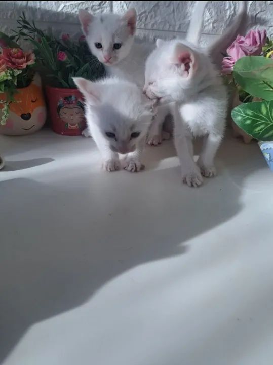 Lindos gatinhos branquinhos - Foto 4